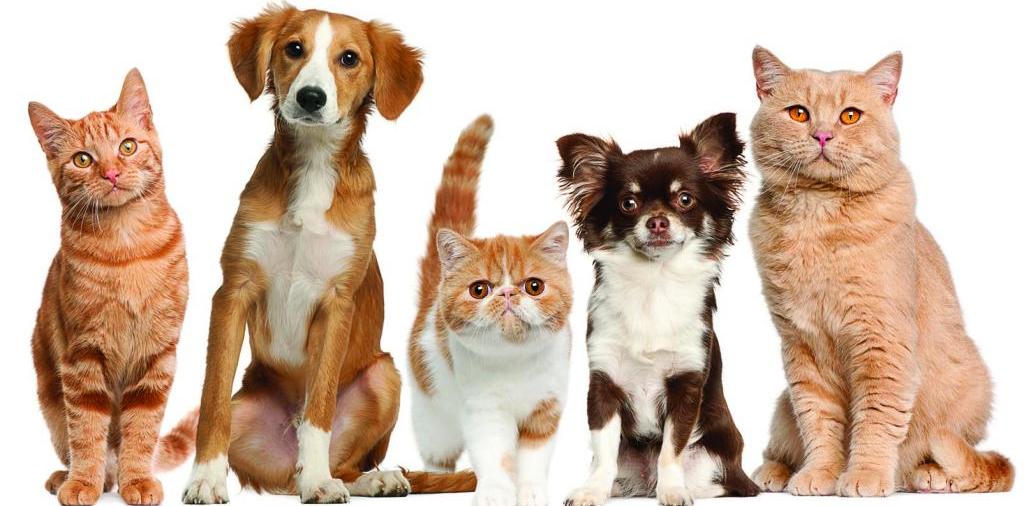 Доска объявлений о животных | ЗооТом - продажа, вязка и услуги для животных в Чайковском