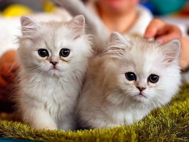 Породы кошек в Чайковском | ЗооТом портал о животных