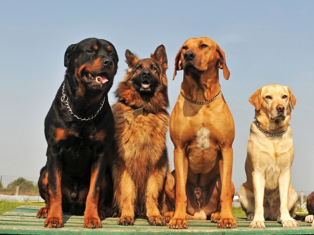 Крупные породы собак в Чайковском | ЗооТом портал о животных